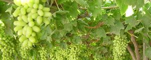 Viinamarjade kasvatamise koolitus
