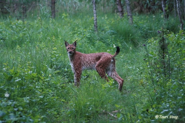 ILVES