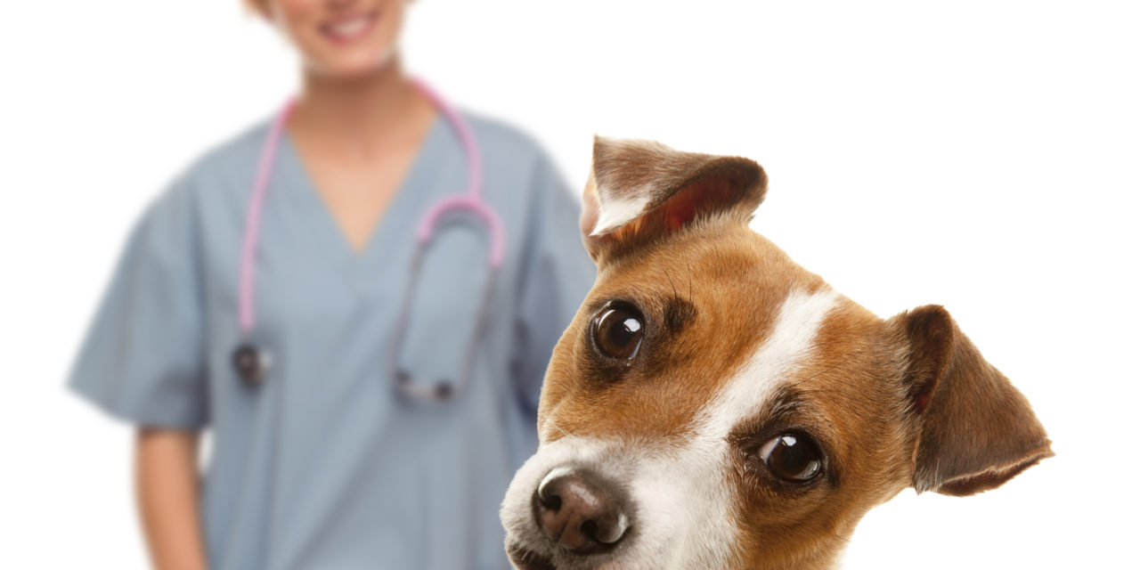 Kasside/koerte marutaudi vastane vaktsineerimine
